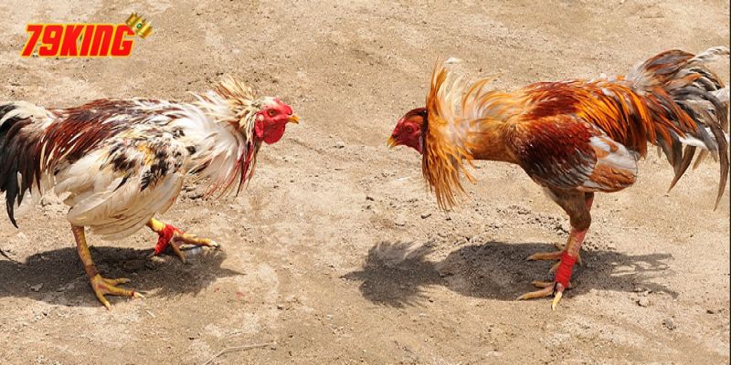 Đá Gà Cựa Sắt - Luật Chơi, Những Thông Tin Cần Biết 3 Các quy định về gà
