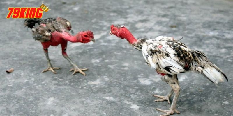 ga choi noi