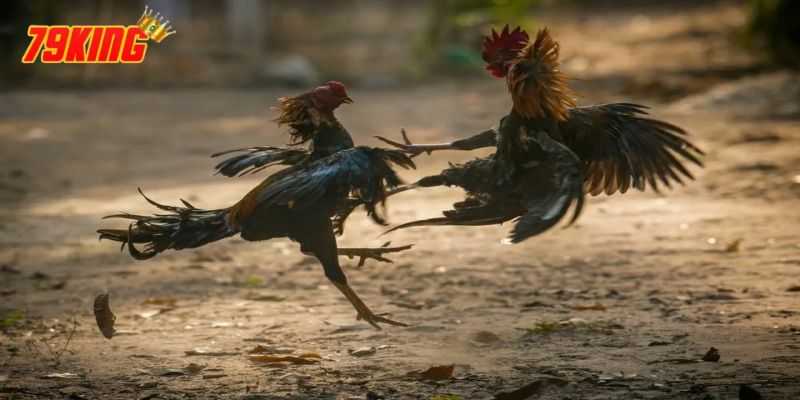Đá Gà Cựa Dao - Luật Chơi, Tham Gia Và Những Điều Cần Biết 4 Hướng dẫn lắp cựa dao