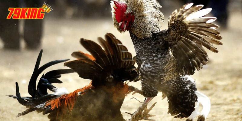 Cách Nạp Carbo Cho Gà Đá - Hướng Dẫn Chuẩn Xác Nhất 4 Lợi ích khi nạp carbo cho gà đá