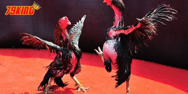 Gà Chọi Nòi - Khám Phá Những Mẹo Hay Cá Cược Thắng Lớn 3 Nắm rõ quy tắc thi đấu gà chọi nòi