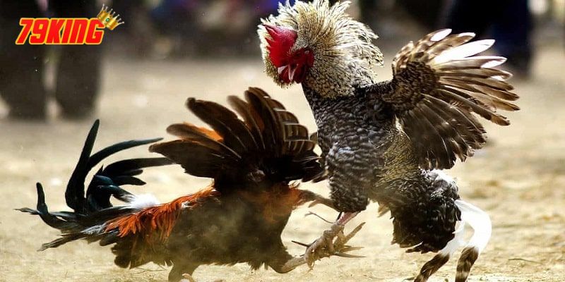 Đá Gà Cựa Dao - Luật Chơi, Tham Gia Và Những Điều Cần Biết 3 Quy định về gà