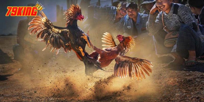 Đá Gà Cựa Sắt - Luật Chơi, Những Thông Tin Cần Biết 4 Quy tắc cựa sắt, thi đấu