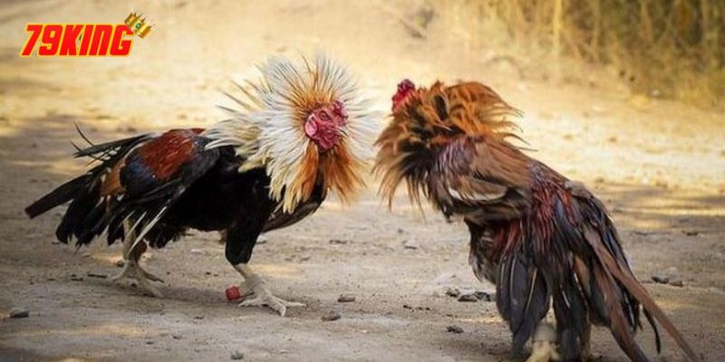 Đá Gà Cựa Sắt - Luật Chơi, Những Thông Tin Cần Biết 2 Vài nét về đá gà cựa sắt